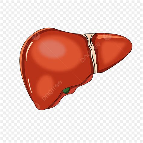 liver hd images|liver clip art.